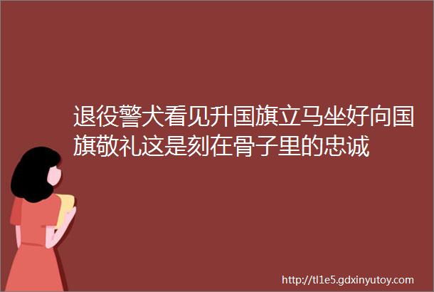 退役警犬看见升国旗立马坐好向国旗敬礼这是刻在骨子里的忠诚